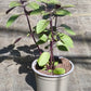 Bio Strauchbasilikum „African Blue“ (Ocimum basilicum) - Topfpflanze
