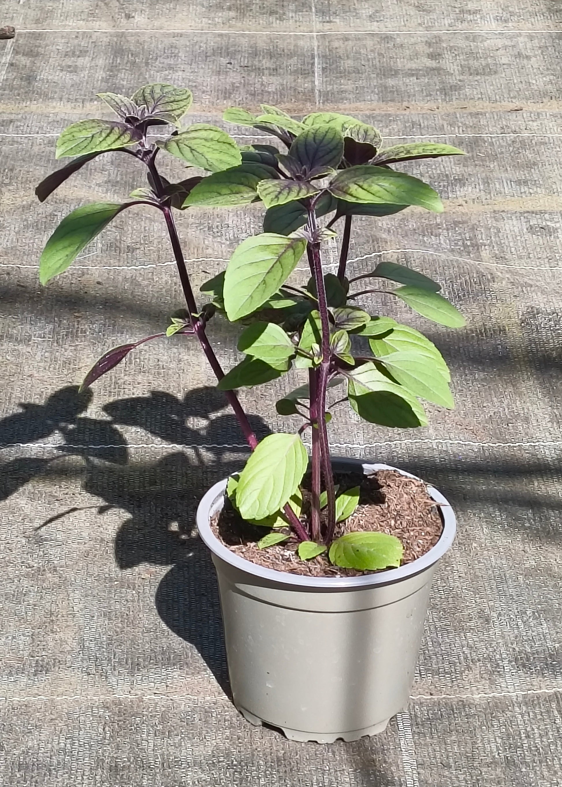 Bio Strauchbasilikum „African Blue“ (Ocimum basilicum)
