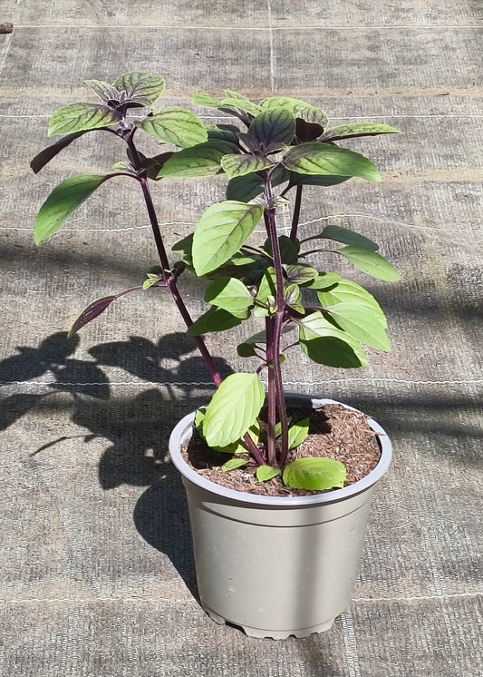 Bio Strauchbasilikum „African Blue“ (Ocimum basilicum) - Topfpflanze