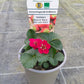 Bio Erdbeere, immertragend "Summer Breeze" (Fragaria) - Topfpflanze