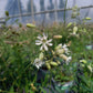 Bio Nickendes Leimkraut (Silene nutans) - Topfpflanze