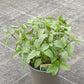 Bio Thai-Basilikum (Ocimum basilicum var. thyrsiflora) - Topfpflanze