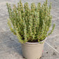 Bio Thymian (Thymus vulgaris) - Topfpflanze