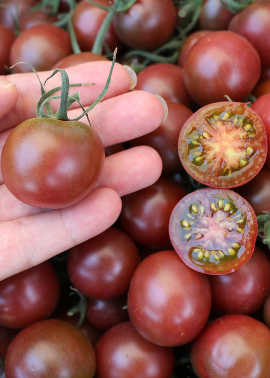 Bio Tomate 'Black Cherry' (Solanum lycopersicum) - Topfpflanze, Versand ab KW17
