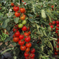 Bio Tomate 'Moneymaker' (Solanum lycopersicum) - Topfpflanze, Versand ab KW17