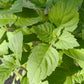 Bio Tulsi - Heiliges Basilikum (Ocimum tenuifolium) - Topfpflanze