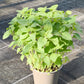 Bio Tulsi - Heiliges Basilikum (Ocimum tenuifolium) - Topfpflanze