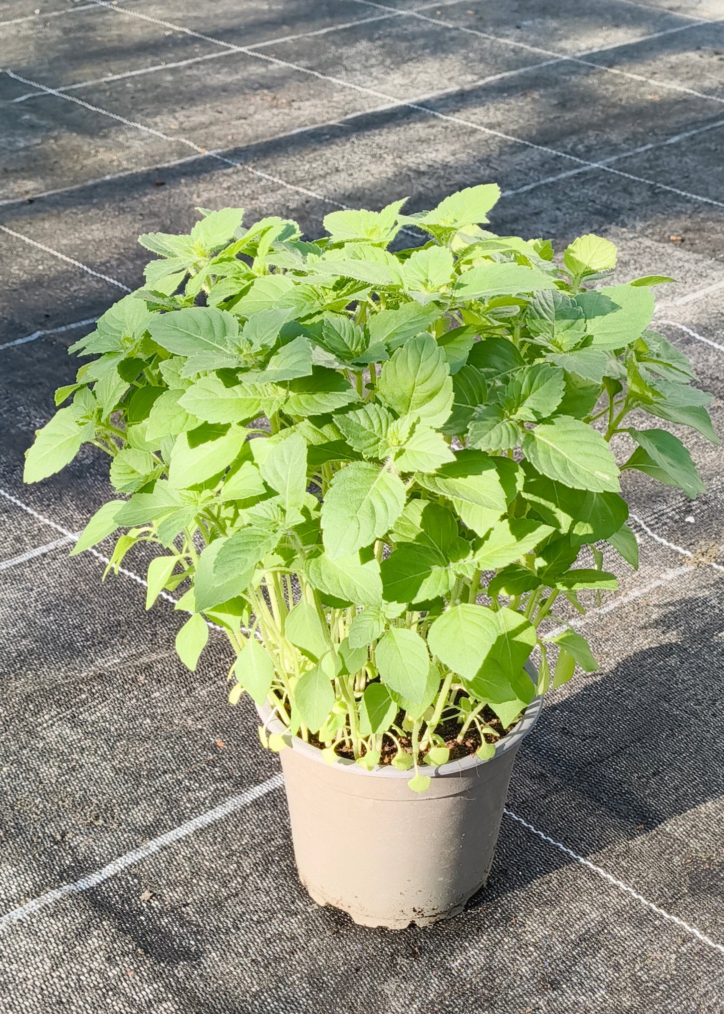 Bio Tulsi - Heiliges Basilikum (Ocimum tenuifolium) - Topfpflanze