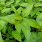 Bio Vietnamesischer Koriander (Polygonum odoratum) - Topfpflanze