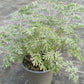 Bio Wermut (Artemisia absinthium) - Topfpflanze