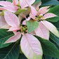 Bio Stern (Euphorbia pulcherrima) - Topfpflanze