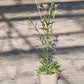 Bio Wiesen-Flockenblume (Centaurea jacea) - Topfpflanze