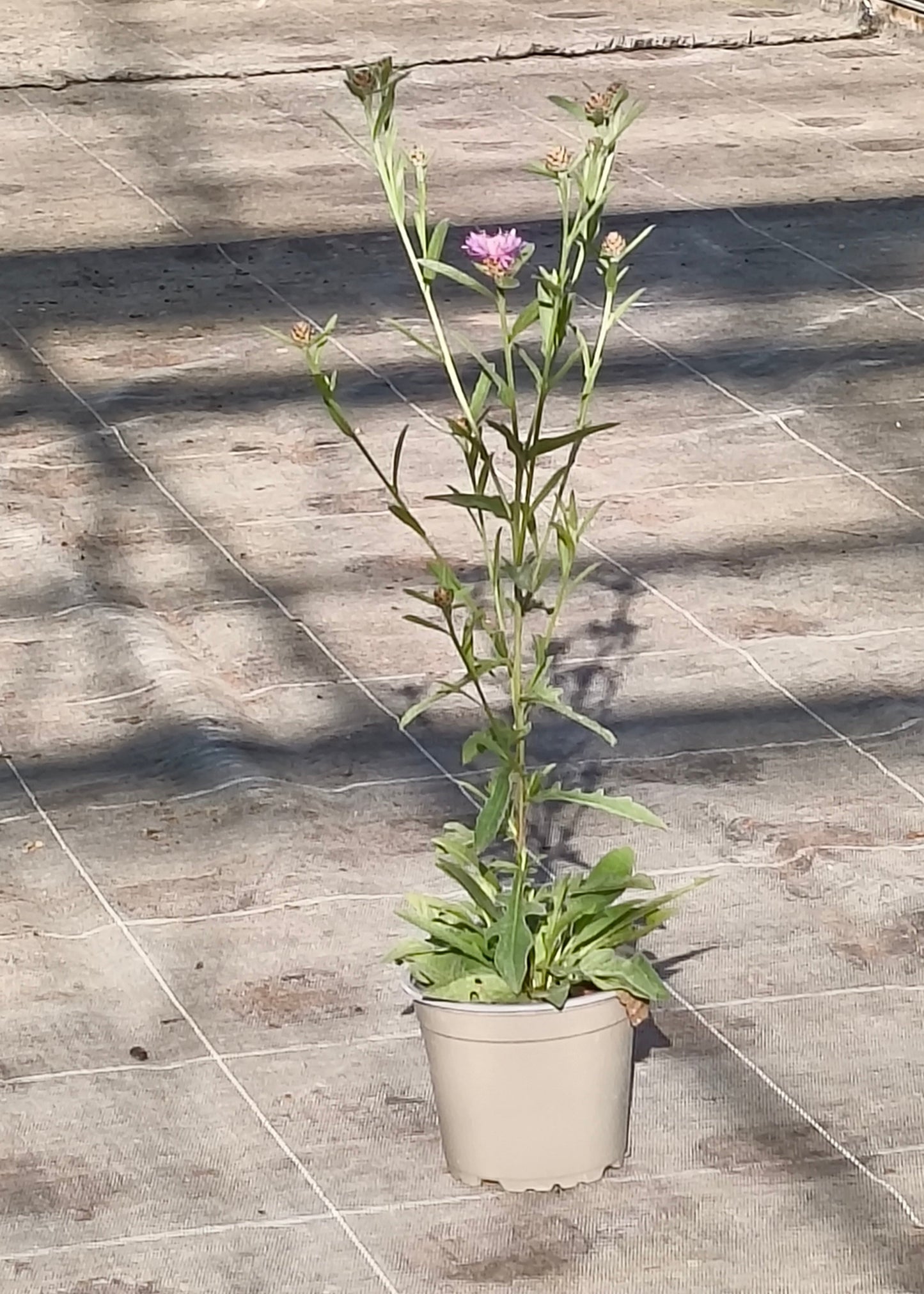 Bio Wiesen-Flockenblume (Centaurea jacea) - Topfpflanze