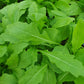 Bio Rucola (Diplotaxis tenuifolia) - Topfpflanze
