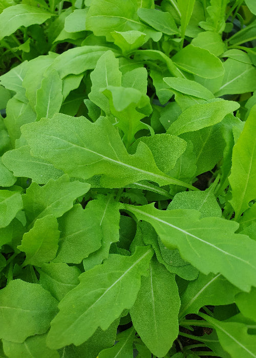 Bio Rucola (Diplotaxis tenuifolia) - Topfpflanze