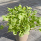 Bio Winterkresse (Barbaraea praecox) - Topfpflanze