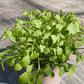 Bio Postelein / Winterportulak (Claytonia perfoliata) - Topfpflanze