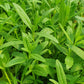 Bio Ysop (Hyssopus officinalis) - Topfpflanze