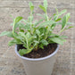 Bio Zistrose (Cistus incanus) - Topfpflanze