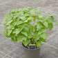 Bio Zitronen-Basilikum (Ocimum americanum) - Topfpflanze