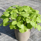 Bio Zitronenmelisse  (Melissa officinalis) - Topfpflanze