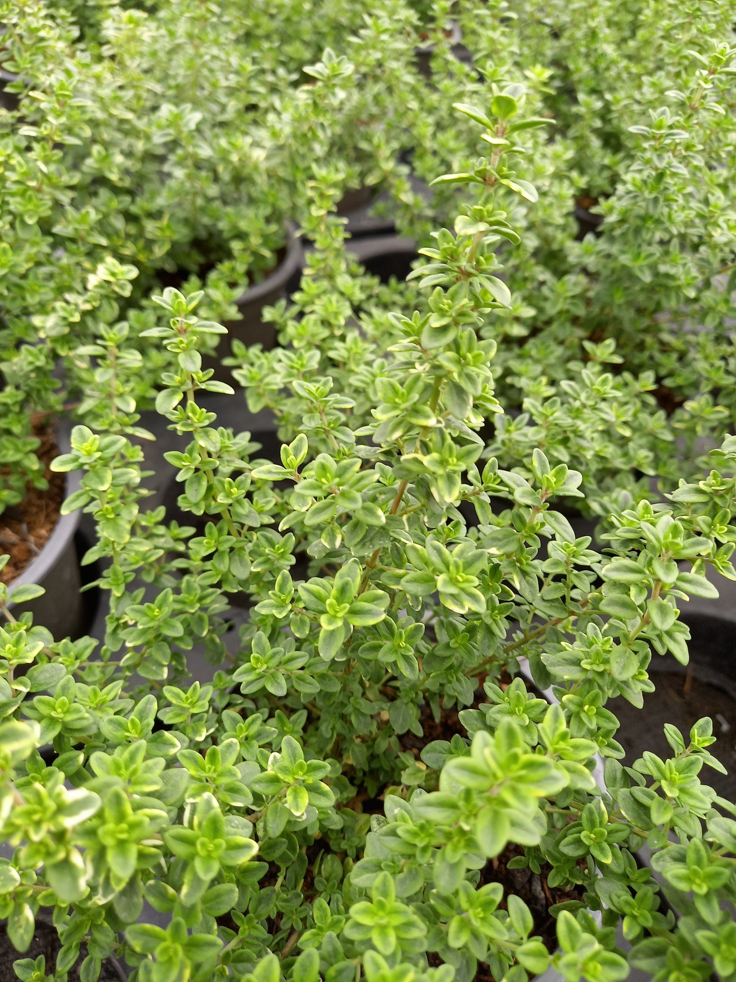 Bio Zitronenthymian "golden king" (Thymus x citriodorus) - Topfpflanze