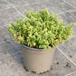 Bio Zitronenthymian "golden king" (Thymus x citriodorus) - Topfpflanze