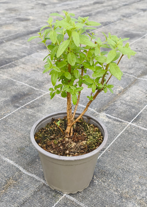 Bio Zitronenverbene (Aloysia citrodora) - Topfpflanze