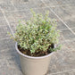 Bio Zitronenthymian "silver queen" (Thymus x citriodorus) - Topfpflanze