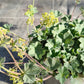 Bio Zwerg-Frauenmantel (Alchemilla erythropoda) - Topfpflanze