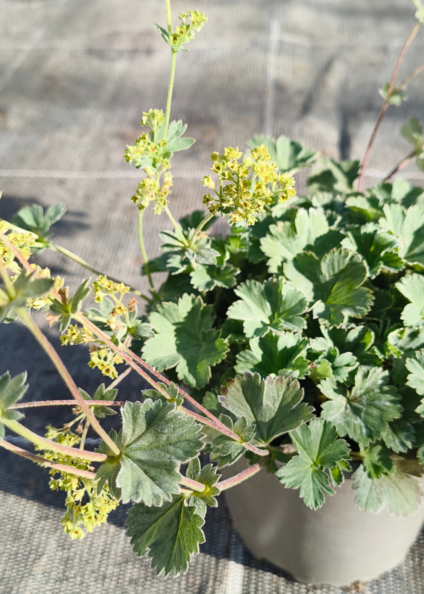 Bio Zwerg-Frauenmantel (Alchemilla erythropoda) - Topfpflanze