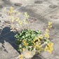 Bio Zwerg-Frauenmantel (Alchemilla erythropoda) - Topfpflanze