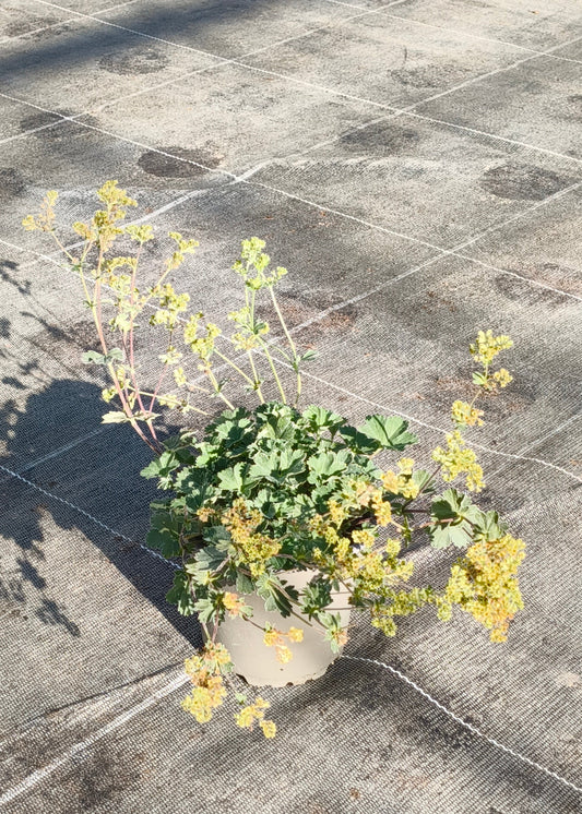 Bio Zwerg-Frauenmantel (Alchemilla erythropoda) - Topfpflanze