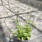Bio Echtes Eisenkraut (Verbena officinalis) - Topfpflanze