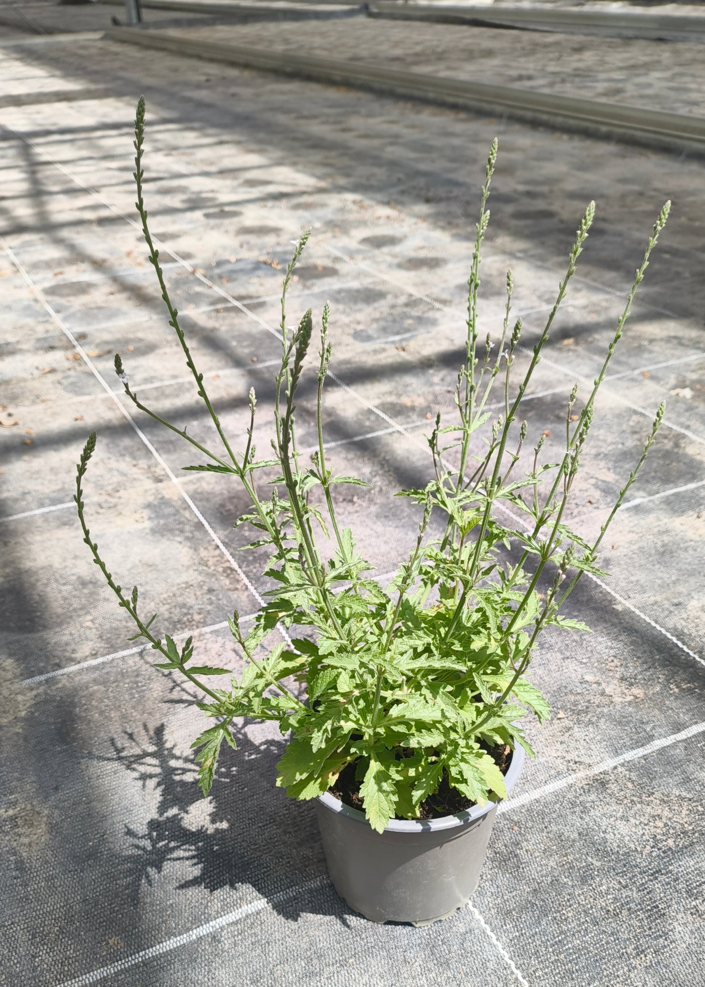 Bio Echtes Eisenkraut (Verbena officinalis) - Topfpflanze