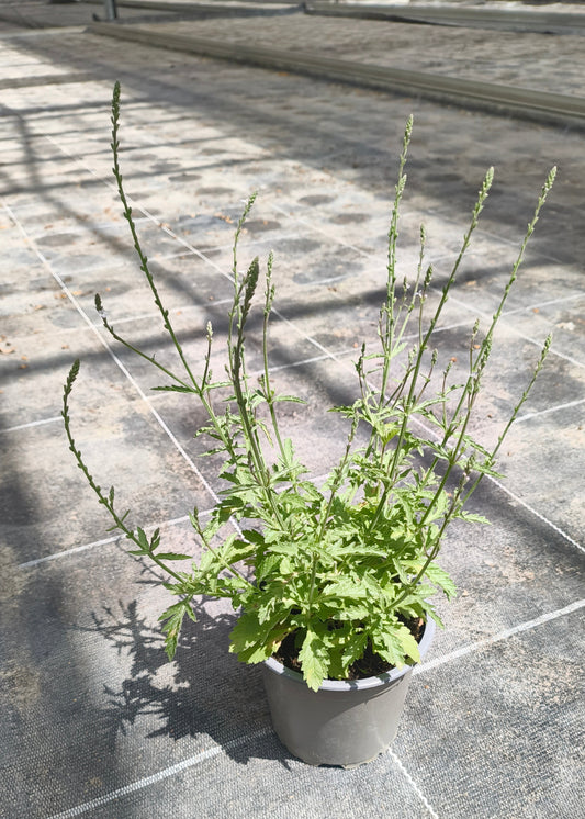 Bio Echtes Eisenkraut (Verbena officinalis) - Topfpflanze