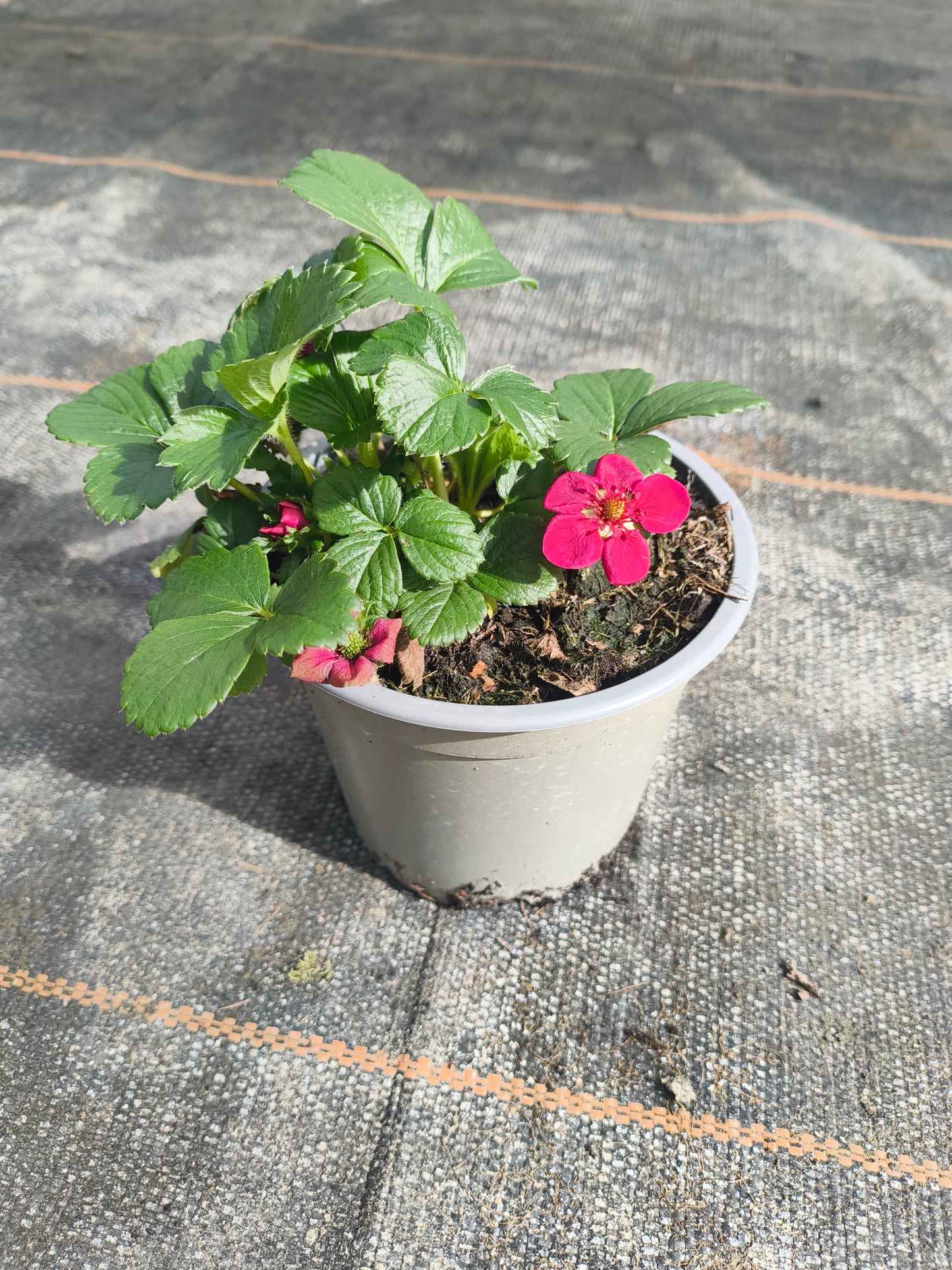 Bio Erdbeere, immertragend "Gasana" (Fragaria) - Topfpflanze