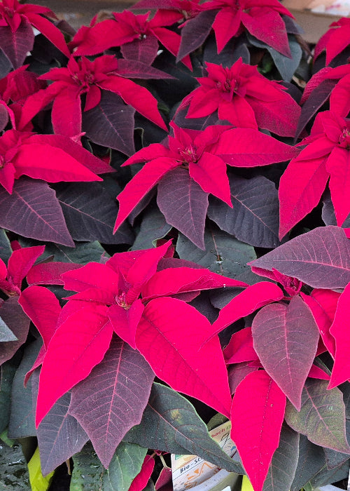 Bio Stern, klein (Euphorbia pulcherrima) - Topfpflanze