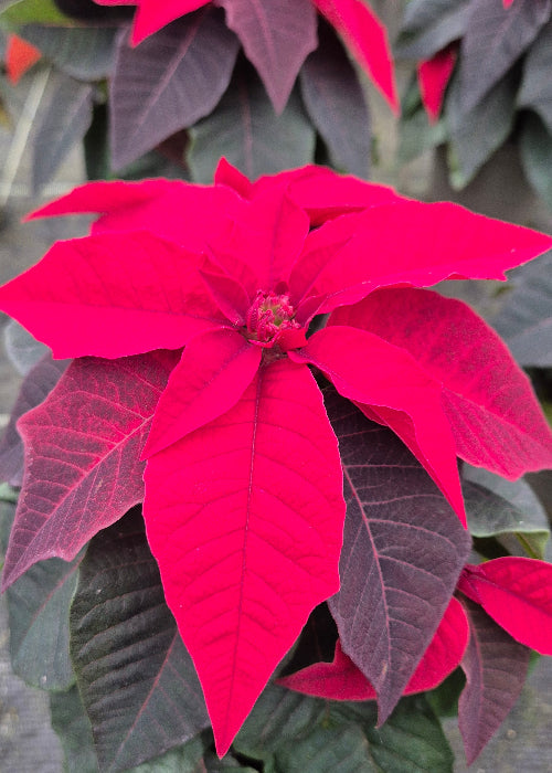 Bio Stern, klein (Euphorbia pulcherrima) - Topfpflanze