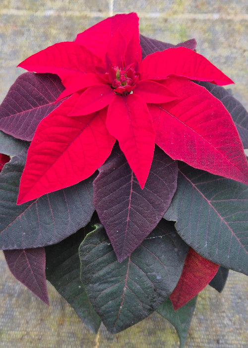 Bio Stern, klein (Euphorbia pulcherrima) - Topfpflanze