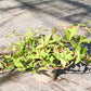 Bio Vietnamesischer Koriander (Polygonum odoratum) - Topfpflanze