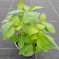 Bio Tulsi - Heiliges Basilikum (Ocimum tenuifolium) - Topfpflanze