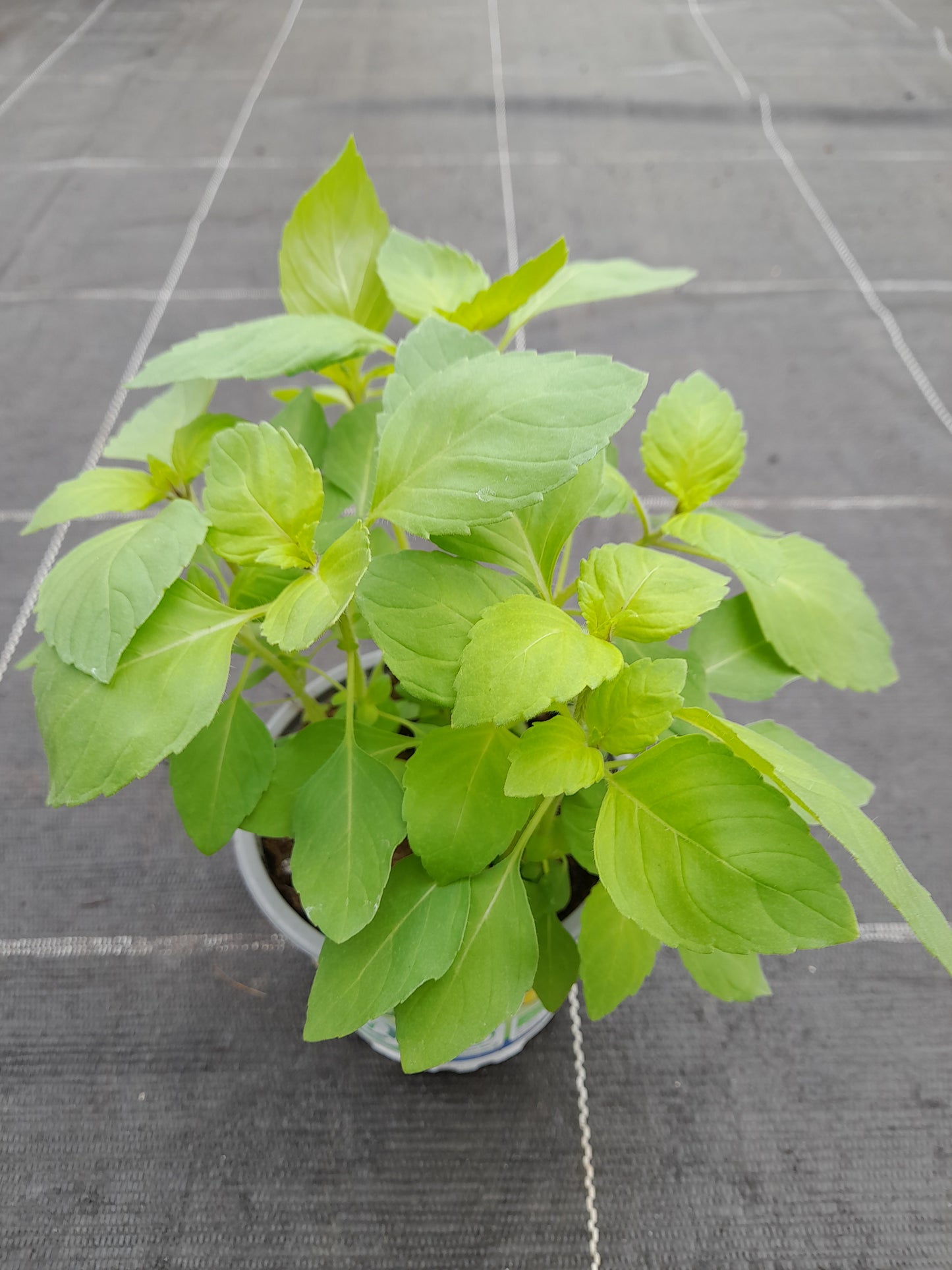Bio Tulsi - Heiliges Basilikum (Ocimum tenuifolium) - Topfpflanze