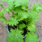 Bio Asiasalat 'Wasabino' - Topfpflanze