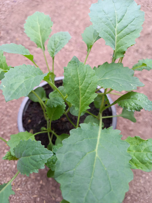 Bio Palmkohl 'Nero di Toscana' (Brassica oleracea var. sabellica) - Topfpflanze