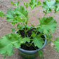 Bio Grünkohl (Brassica oleracea var. sabellica) - Topfpflanze