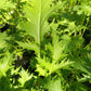 Bio Asiasalat 'Mizuna' - Topfpflanze