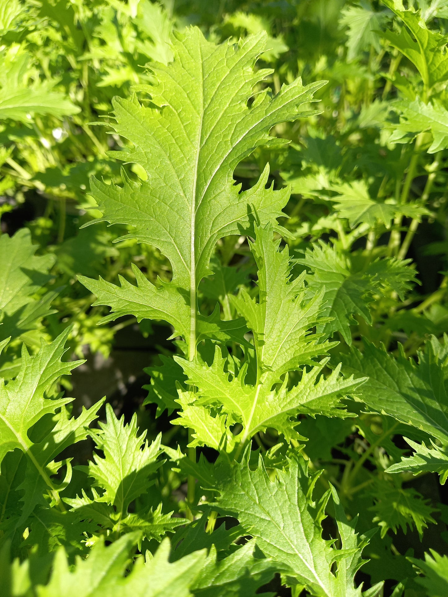 Bio Asiasalat 'Mizuna' - Topfpflanze