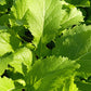 Bio Asiasalat 'Green in Snow' - Topfpflanze