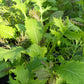 Bio Asiasalat 'Pikantes Quartett' - Topfpflanze